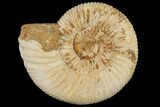 Perisphinctes Ammonite - Jurassic #100220-1
